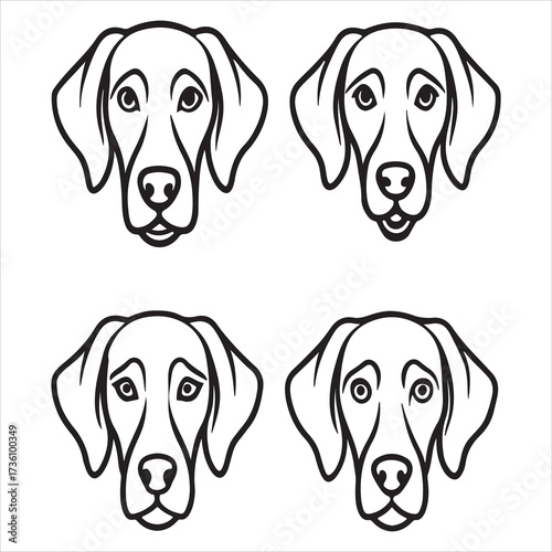 An Elegant Silver Gray Weimaraner Dog, the Sleek Coat Sporting Dog Gray Ghost, a Loyal Energetic Pointer Breed from Germany