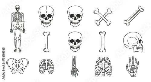 Skeleton anatomy illustration with skull and bone drawings