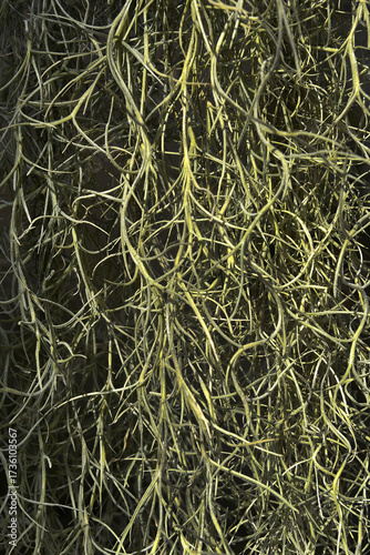 Green colored network of fine roots as a background