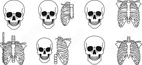 Skulls and rib cages in a seamless pattern illustration