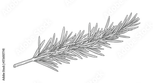 A detailed line art illustration of a coniferous evergreen fir branch with many needles.
