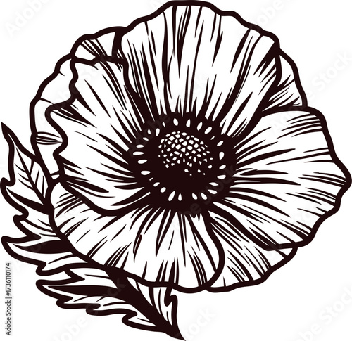 Hand drawn black and white illustration of blooming poppy flower with detailed petals and leaves