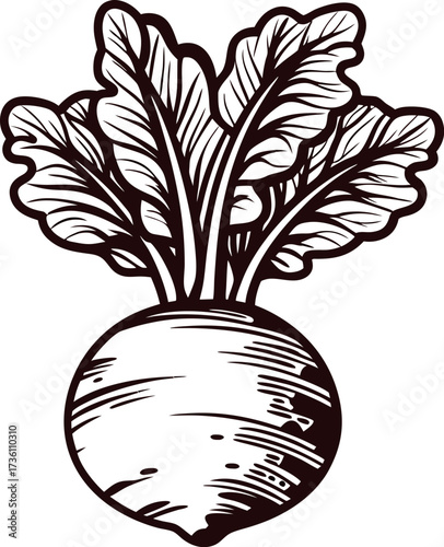 Hand drawn beetroot with leaves illustration retro botanical vegetable sketch vintage engraved healthy food design