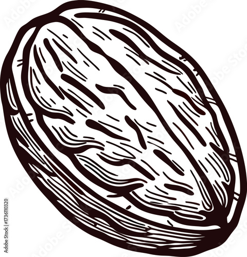 Hand drawn walnut nut isolated on white background vintage engraved botanical food illustration