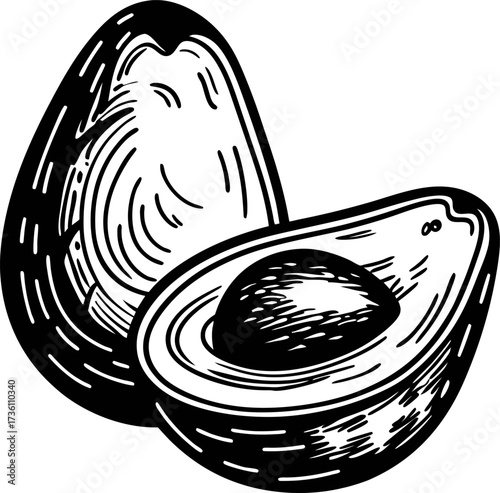 hand drawn avocado half with seed and sliced portion isolated on white background, vintage engraving illustration