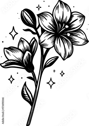 Elegant black and white lily flower sketch with blooming petals and decorative stars isolated on white background