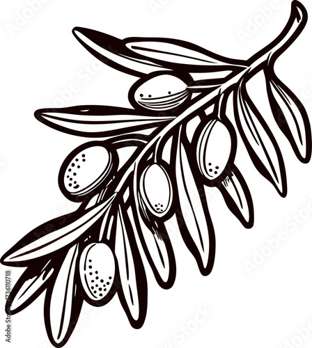 Hand drawn black and white illustration of olive branch with leaves and ripe olives in vintage engraving