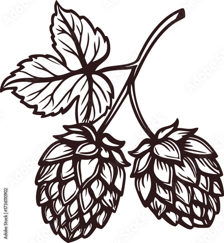 Hand drawn hop plant branch with leaves and two cones vintage botanical hop illustration in engraving