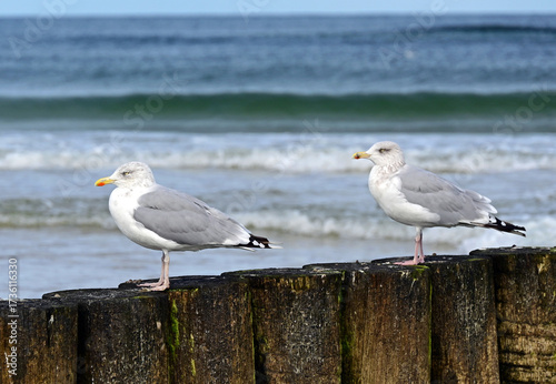 Ustka, Słupsk county, Pomorze, Pomerania, Poland, Europe : Ustka - popular holiday resort on South Coast of Baltic Sea, Slovincian Coast, European herring gulls on wooden breakwater, September