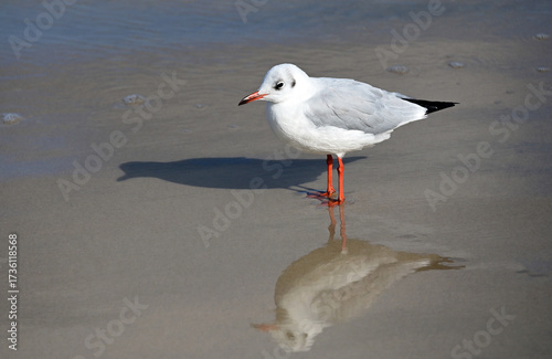 Ustka, Pomorze, Pomerania, Poland, Europe : Ustka - popular holiday resort on Baltic Sea coast, Black-headed gull, Chroicocephalus ridibundus, very popular seabirds on Polish coast