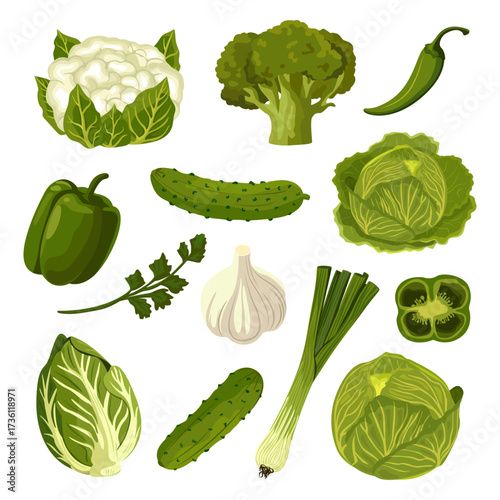 Green vegetables. Farm produce collection. Cauliflower, cabbage, bok choy, broccoli, onion, pepper, and cucumber. Vector set of vegan products.