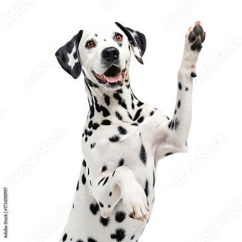 A dalmatian dog with black spots standing on its hind legs and raising its paw on a black background
