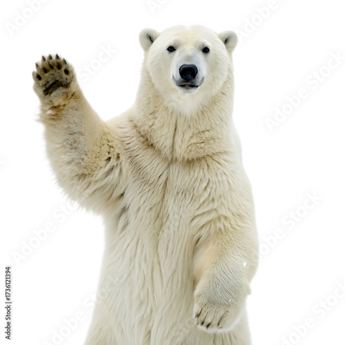 A polar bear standing on its hind legs with its right paw raised in a waving gesture on black background