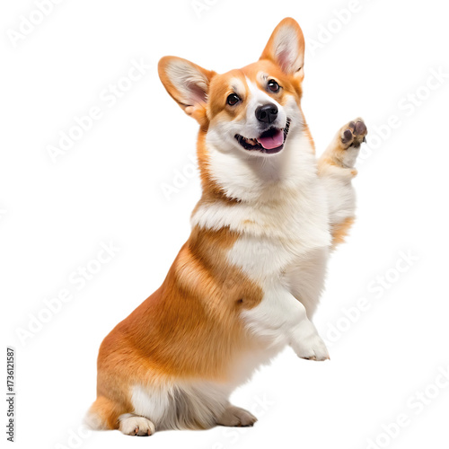 A corgi dog with white and brown fur standing up and waving its paw on a black background in a studio shot
