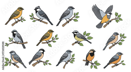 A collection of small birds perched on branches illustrating various species and plumage variations.