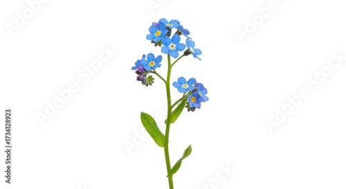 Foto Isolated flowering forget-me-not plant features vibrant blossoms and fresh green