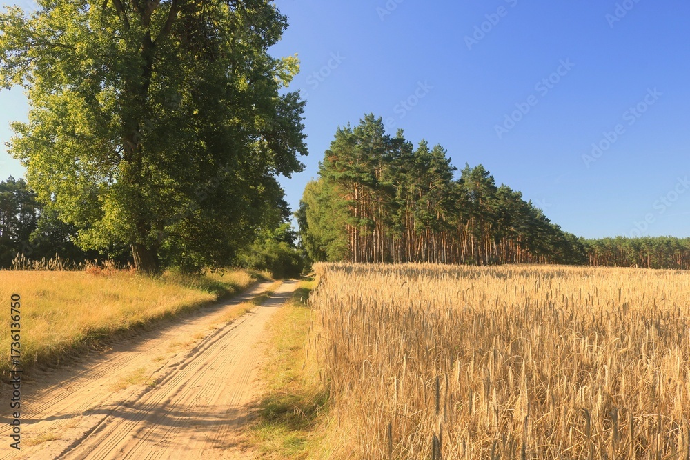 Fototapeta premium Zboże pod lasem