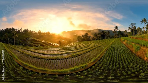 Wallpaper Mural Panning Over Terraced Rice Fields at Sunrise in Ubud, Bali Torontodigital.ca