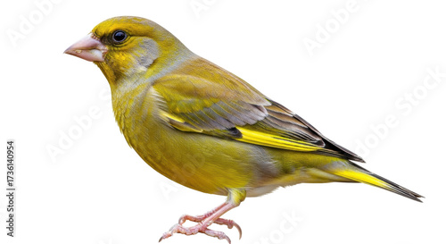 Принти на полотні Isolated Greenfinch perched naturally, colorful plumage on a songbird with yello