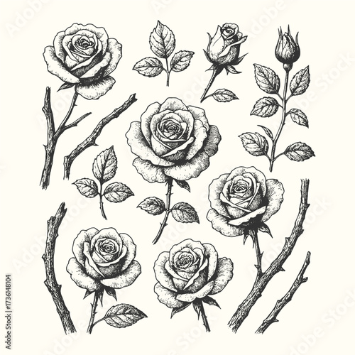 Engraving illustration of roses and buds with branches and leaves, elegant vintage floral design.
