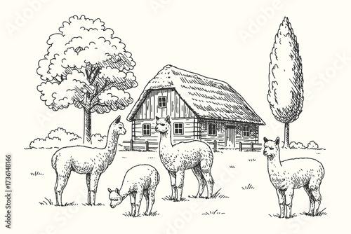 Vintage engraving of alpacas grazing near a barn and trees, peaceful countryside farm scene illustration.