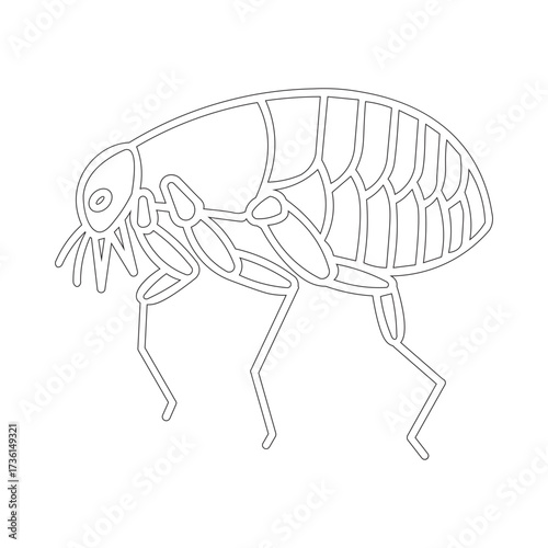 Flea Illustration with Thinline Icon Vector