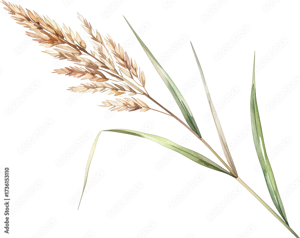 Fototapeta premium Watercolor illustration of a single dried grass stalk with feathery seed head and green leaves