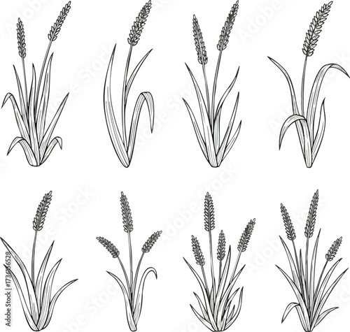 A collection of eight black and white botanical line art illustrations of wild plantain plants.