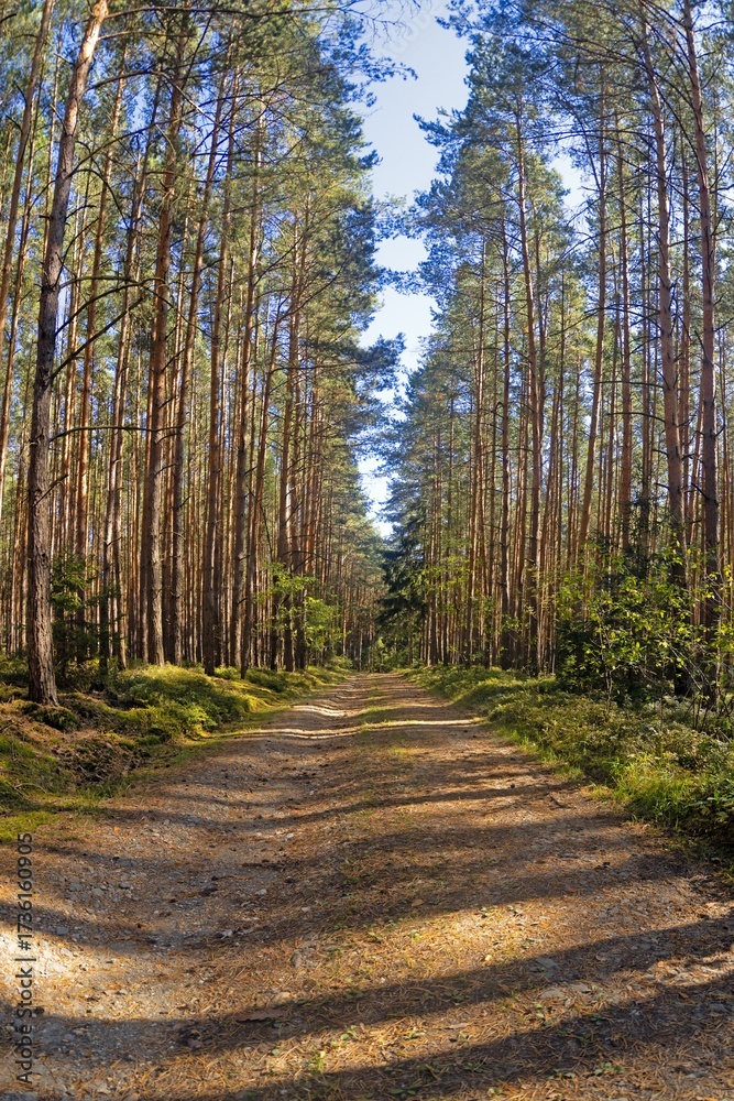 Fototapeta premium Forest path through tall pine trees