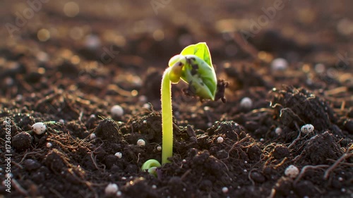 Wallpaper Mural Tiny Sprout A Timelapse of Life's First Stage Torontodigital.ca