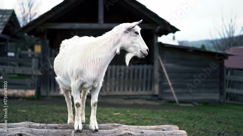 Wallpaper Mural White Goat Posing at Farmyard Torontodigital.ca