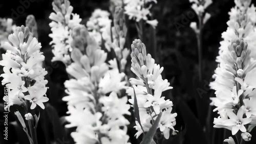 Wallpaper Mural White Hyacinths A Monochrome Floral Study Torontodigital.ca