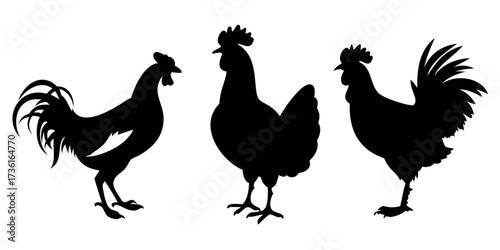Vector Silhouette Set of Chickens Bold Black Shapes