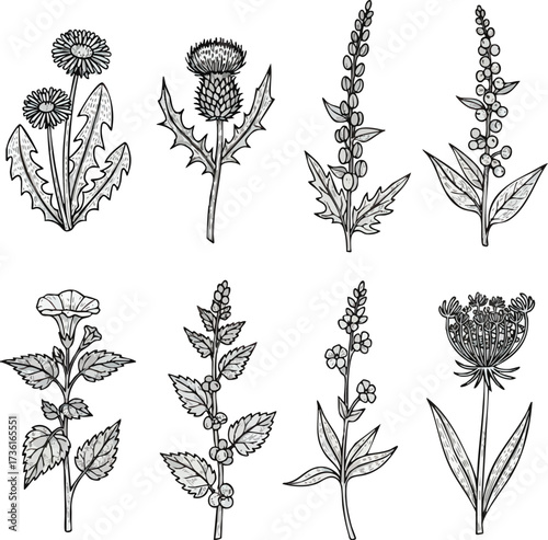 Botanical illustration featuring a collection of eight different wildflowers and plants, rendered in a detailed, black and white line art style.
