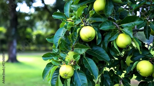 Close-up of green fruit hanging from a tree with lush foliage. A blurred background shows a grassy area and out-of-focus trees