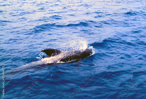 Photos Tenerife, Canary Islands, Spain, July 24, 1999