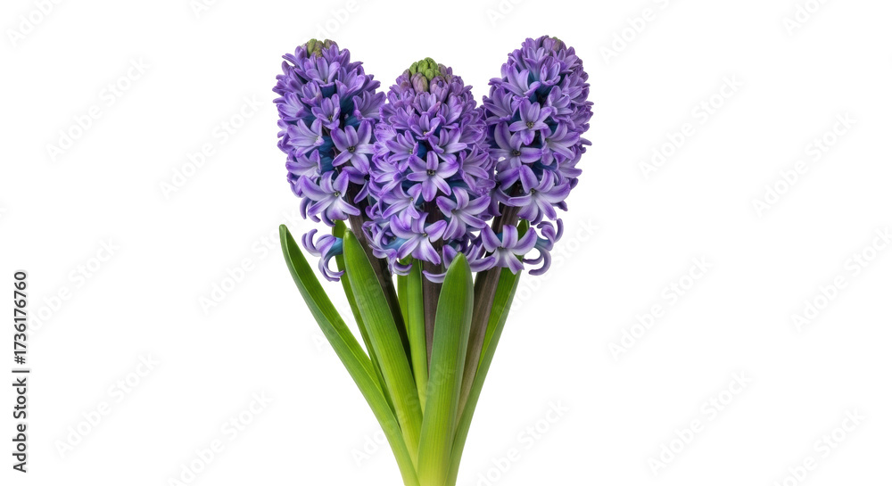Fototapeta premium Isolated vibrant hyacinth flowers, beautiful springtime blooms, botanical studio shot