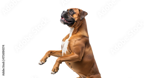 Bild auf Leinwand Isolated Boxer dog stands on hind legs looking up, energetic brown pet, muscular