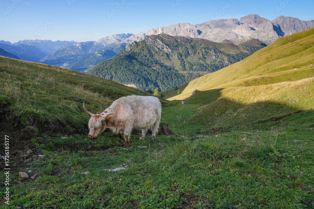 Fototapeta premium Yak graze in the alpine meadows