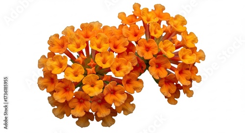 Vibrant orange lantana flowers in full bloom against a white background.