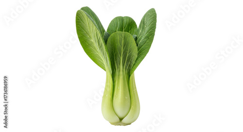Isolated bok choy vegetable for use in Asian cuisine, healthy food, and fresh produce concepts