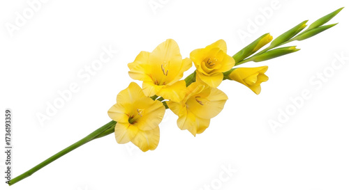 Photos Isolated gladiolus blooms, single stem and yellow petals, buds and leaves still