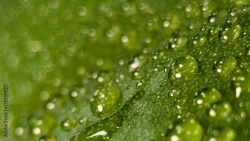 green leaf with drops of water