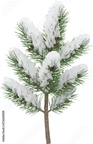 Snow-covered pine bough for festive winter projects