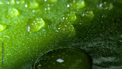 Natural texture of green leaf with dew drops