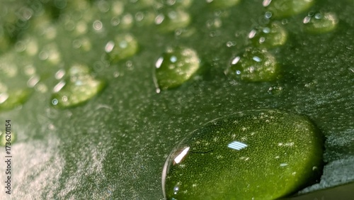 Natural texture of green leaf with dew drops