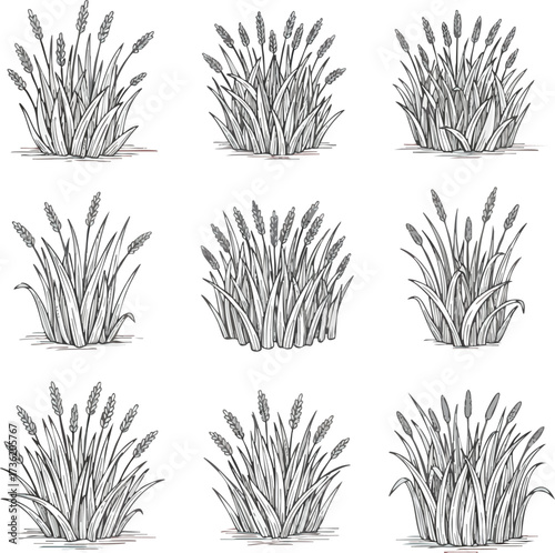 A collection of nine hand-drawn black and white illustrations depicting various types of wild grass and reed clumps with detailed blades and seed spikes.