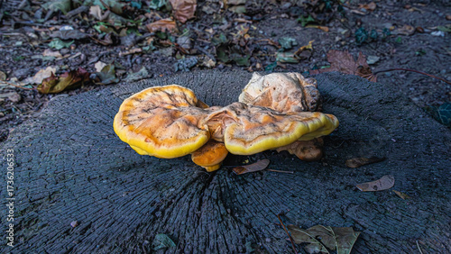 Tree fungi grow on a tree stump