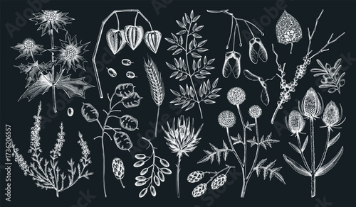 Dried flowers and autumn plants hand drawn vector illustration. Fall leaves sketches vintage collection. NOT AI generated 