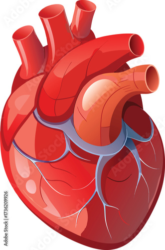 Vibrant Human Heart Anatomy Illustration with Veins and Arteries